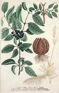 Celtic Spike Ploughmann's Spikenard and Buckthorn by Georg D. Ehret