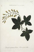Cytisus Laburnum Anagyris Quinque Foliata Arbre Quinte Feuille by Georg D. Ehret