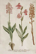 Orchids Original Engraving School of Georg D. Ehret