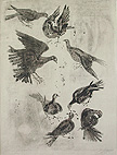 Huit Pigeons or Eight Pigeons by Hans Erni