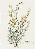 Linaria Frauenflachs and Leinkraut Original Watercolour by August Fischer