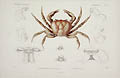 Pinnothere Pois and Uca Une Crab Original Engraving by the French artists by Forget and Monogram: E ET V for Georges Baron Cuvier's Le Regne Animal