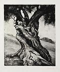 Tree Study Tuscany Original Aquatint and Drypoint Engraving by Francesca Genna