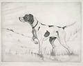 Pointer Original Etching by the American artist Nathan I. Gornick also listed as Nathan Gornick