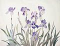 Bearded Iris Original Lithograph by the American artist Susan Headley van Campen