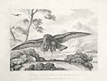 Eagle Hare Hawk and Sparrow Original Etching by the British artist Samuel Howitt