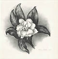 Gardenia Original Lithograph by the American artist Victoria Hutson Huntley