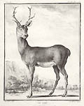 The Stag Original Etching by the French artist Claude Donat Jardinier designed by Jacques De Seve from Comte de Buffon's Histoire Naturelle