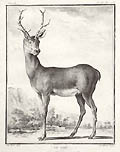 The Stag by Claude Donat Jardinier Buffon's Histoire Naturelle after Jacques De Seve Buffon's Histoire Naturelle