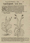Red Plantain Spiked Plantain Original Woodcut by David Kandel for Hieronymus Bock's Book of Herbs or Kreuterbuch