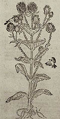 Sonchus or Thistle Original Woodcut by David Kandel for Hieronymus Bock's Book of Herbs or Kreuterbuch