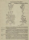 Turnip and Swedish Turnip or Rutabaga Original Woodcut by David Kandel for Hieronymus Bock's Book of Herbs or Kreuterbuch