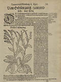 Ochsenzunge Wild Bugloss or Ox Tongue Original Woodcut by David Kandel for Hieronymus Bock's Book of Herbs