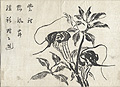 Jack in the Pulpit Original woodcut by the Japanese artist Ryotai Kanyosai published by Nishimura Genroku for the Kanyosai gafu