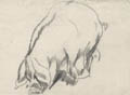 Pig Study Original Drawing by the American artist Henry Keller also listed as Henry George Keller