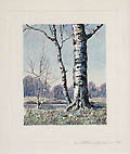 Winter Birches Original Etching by the German Canadian Artist Hans Peter Koken