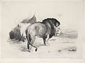 Un Vieux Lion Original Etching by the French artist Auguste Andre Lancon published for L'Eau-Forte en 1874 by A Cadart
