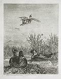 Canards Sauvages Wild Duckx Original Etching by the French artist Jules Laurens published for the Societe des Aqua Fortistes Eaux Fortes Modernes by Cadart and F Chevalier and A Cadart and Luquet
