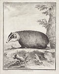 The Badger Original Etching by the French artist Louis Le Grand designed by Jacques De Seve from Comte de Buffon's Histoire Naturelle