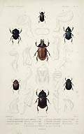 Lethrus a Grosse Tete and Geotrupe Stercoraire Beetles Original Engraving by the French artists by Lebrun for Georges Baron Cuvier's Le Regne Animal