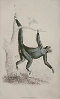 Ateles Paniscus The Coaita Monkey by William Home Lizars