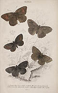 Hipparchia Janira Medow Brown Butterfly by William Lizars