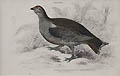 The Common Black Grouse Lyrurus Tetrix Female by William Home Lizars