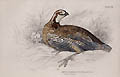 The Virginian Quail Otryx Borealis by William Home Lizars