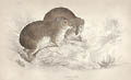 Syrian Hyrax Original Engraving William Homes Lizars