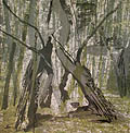 Trees Talk Original Lithograph by Robert Lobe