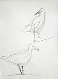 Seagulls Original Drawing by Alex Minewski