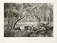 Wild Boars in the Forest of Fontainebleau Original Etching by the American artist Peter Moran