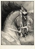 Horse Study Original Lithograph by the American artist George Ford Morris