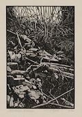Moraine Albany Original Wood Engraving by the American artist Barry Moser.