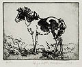 Pony Study Original Etching by Elizabeth Norton