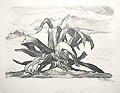 The Maguey of Topilejo Original Lithograph by the American Mexican artist Pablo O'Higgins