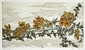 Flowering Tree Original Etching and Aquatint by Sue Pospeschil Olson