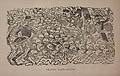 Calavera Guerra Mundial Skeleton World War Original Engraving by the Mexican artist Jose Guadalupe Posada