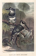 Black and White Kingfisher Original Chromolithograph by the German American artist Louis Prang 