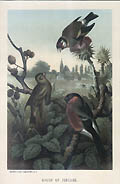 Group of Finches Original Chromolithograph by the German American artist Louis Prang