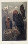 Lammergeyer Birds of Prey Original Chromolithograph by the German American artist Louis Prang