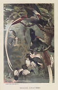 Paradise Flycatchers Original Chromolithograph by the German American artist Louis Prang