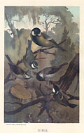 Titmice