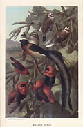 Weaver Birds Original Chromolithograph by the German American artist Louis Prang