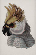 Cockatiel Original Chromolithograph Die Cut by the British publisher Raphael Tuck and Sons