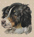 English Spaniel Die Cut by Raphael Tuck and Sons