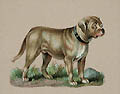 Mastiff Original Chromolithograph Die Cut by the British publisher Raphael Tuck and Sons