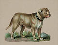 Mastiff Die Cut by Raphael Tuck and Sons