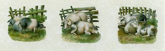 Pigs Three Original Chromolithograph Die Cuts by the British publisher Raphael Tuck and Sons