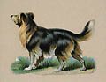 Scottish Collie Original Chromolithograph Die Cut by the British publisher Raphael Tuck and Sons